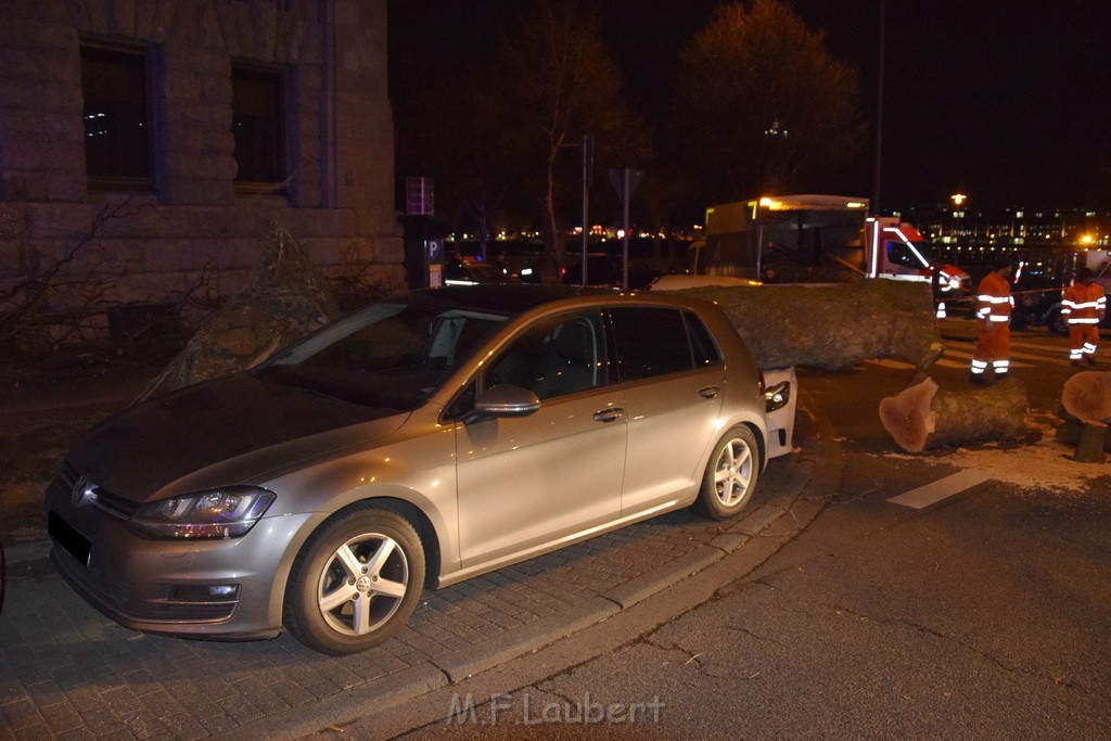 Baum auf PKWs Koeln Mitte Rheinuferstr Goldgasse P042.JPG - Miklos Laubert